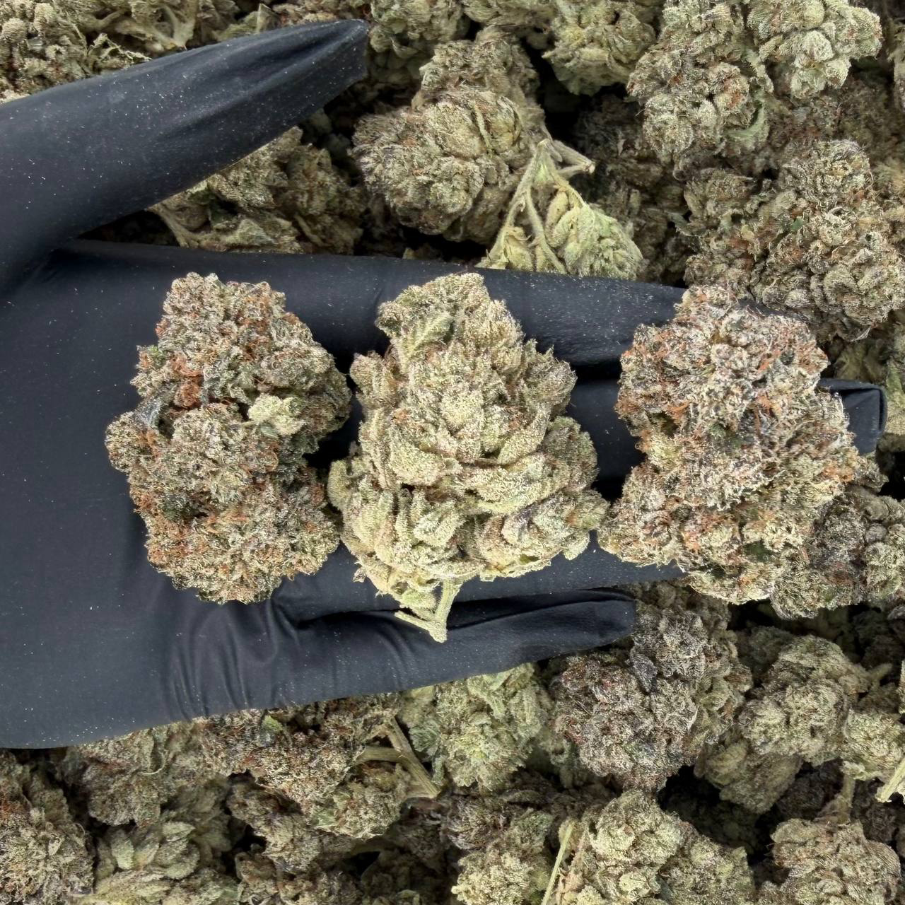 Sour Power