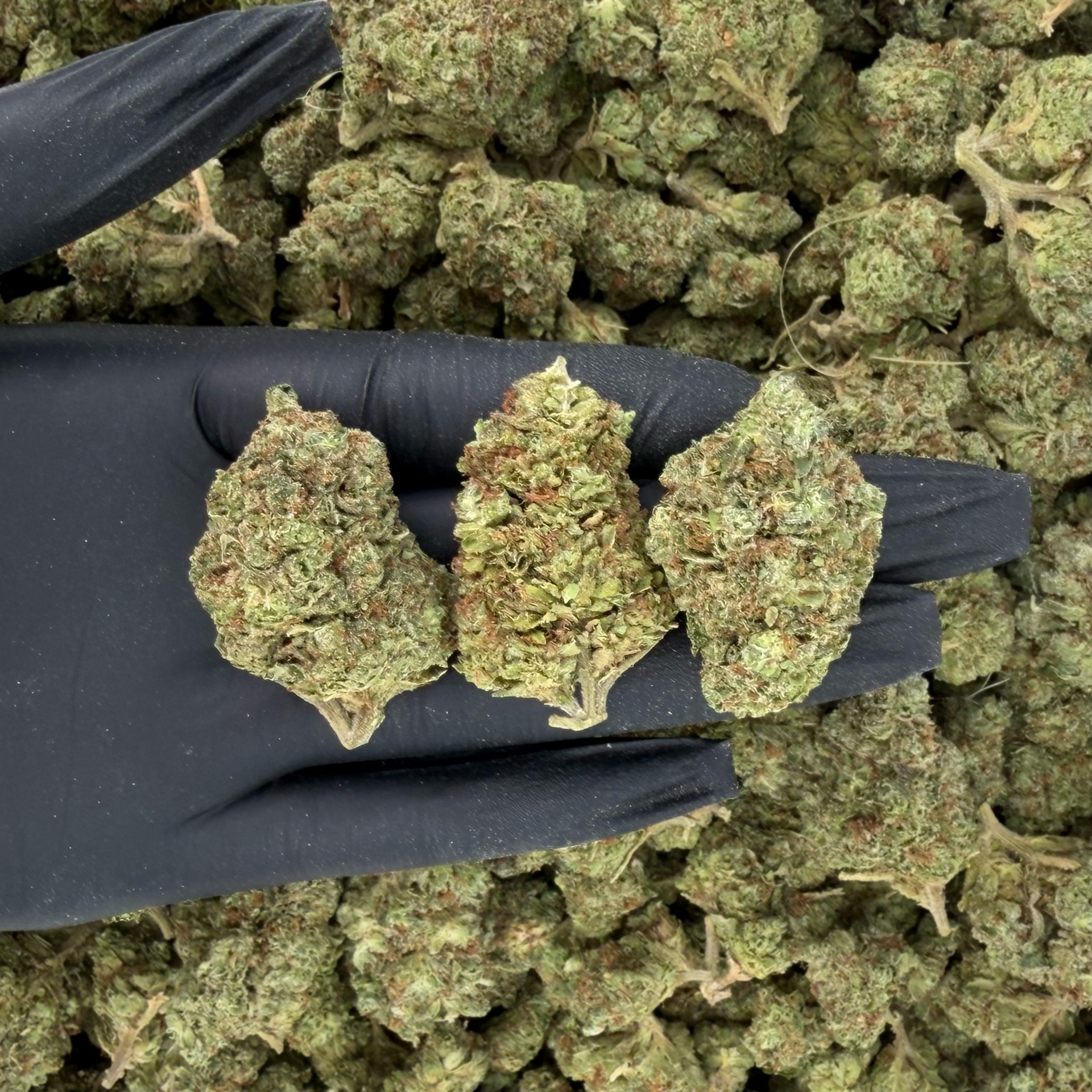 Gas Runtz