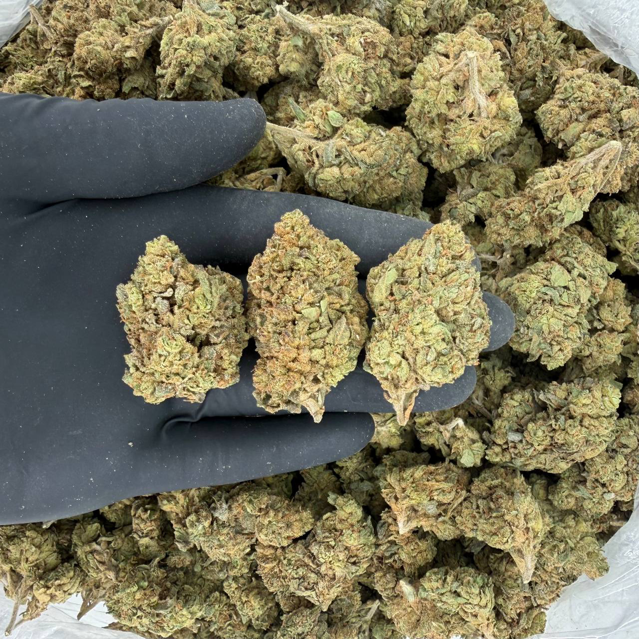 Banana Mochi (Solar Skunk)